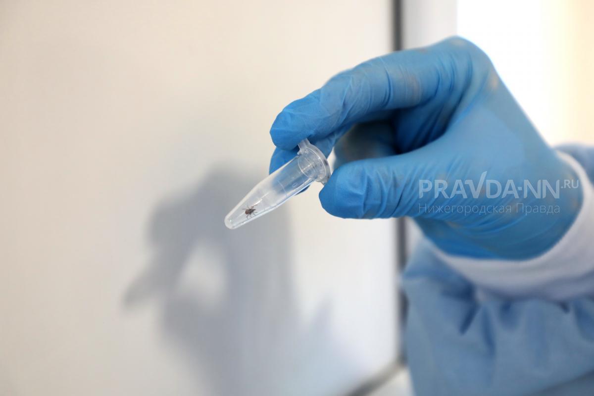 85 человек заразились клещевым боррелиозом в Нижегородской области