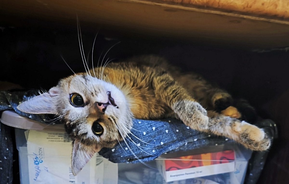Пенсионерка нашла котенка с переломами в мусорном баке в Нижнем Новгороде