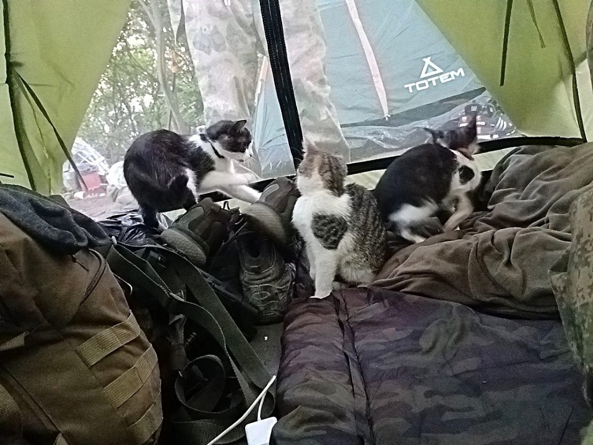Нижегородский боец спас трех котят и собаку в зоне спецоперации