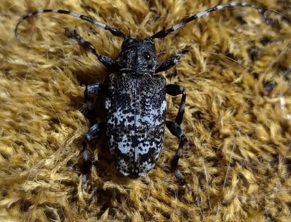 Два новых вида жуков обнаружили на территории Нижегородской области