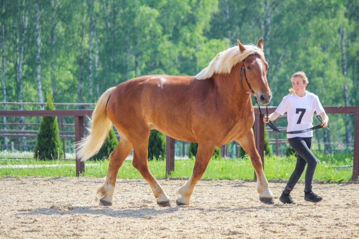 Перевозский конный завод получил новый статус