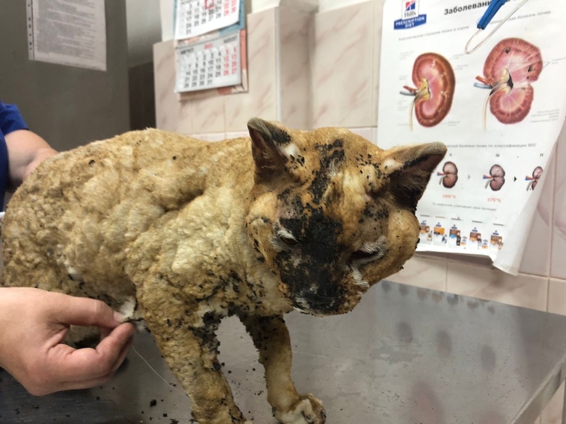 Борские ветеринары спасли кота, который пострадал при пожаре