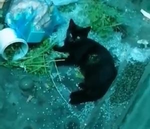 Нижегородец выкинул котенка из окна, а затем избил его