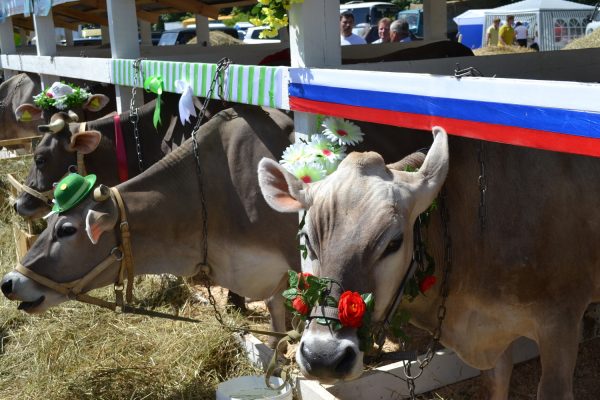Выставка, ярмарка, кулинарное шоу и мастер-классы ждут гостей агровыставки «День поля» 14 и 15&nbsp;июля