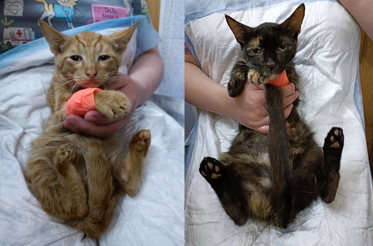 Кошка и ее котенок встретились в нижегородском приюте «Бездомыш» и сразу узнали друг друга