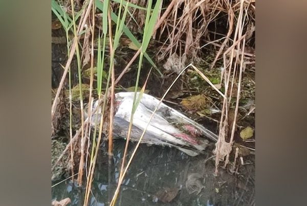 Очаг птичьего гриппа на месте гибели чаек на берегу озера Тосканка не обнаружен