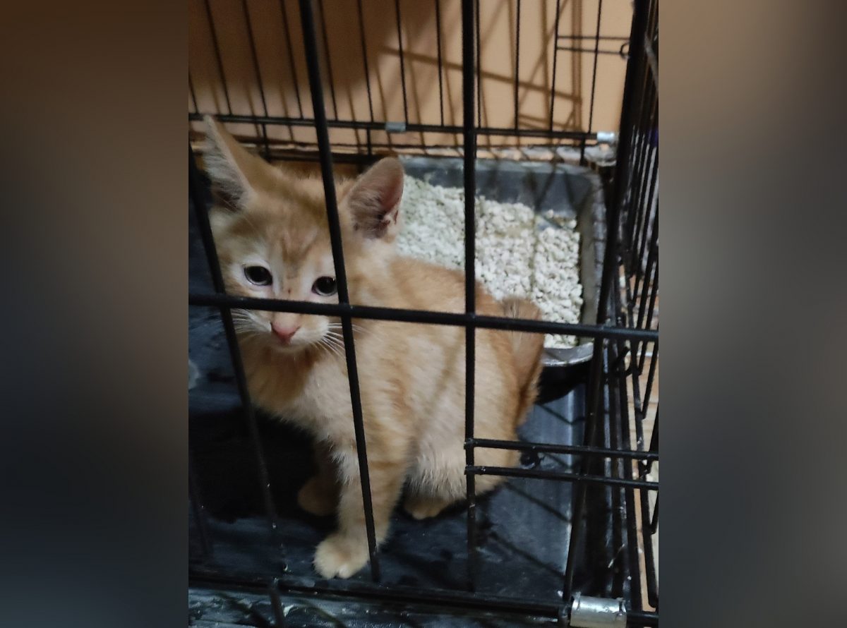 Нижегородские волонтеры спасли котенка, которого скинули с балкона