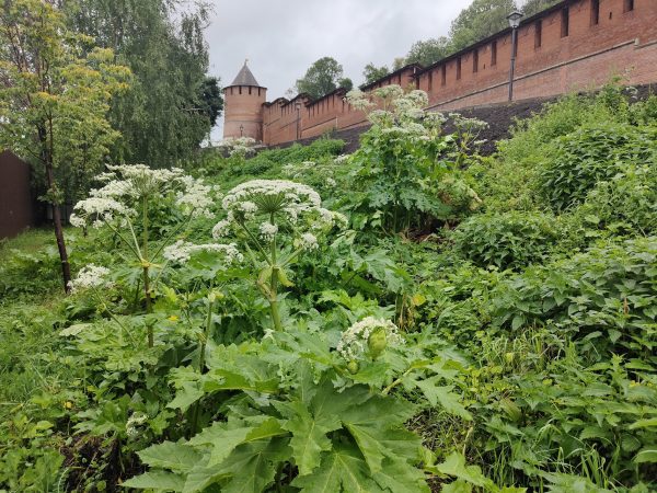 Кусты борщевика обнаружили нижегородцы вдоль стен Нижегородского Кремля