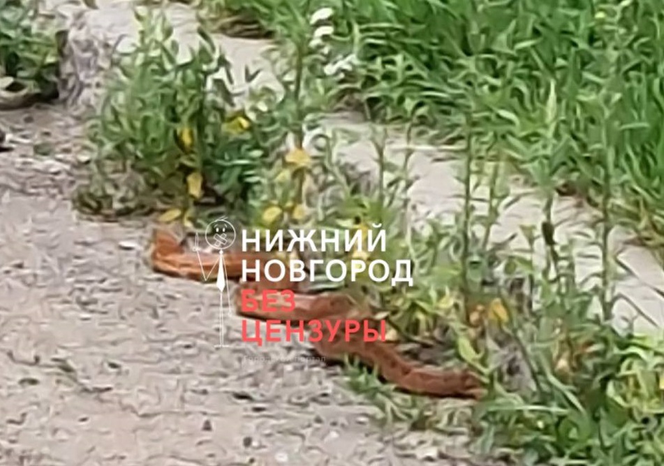 Биологи заявили, что вспышек численности змей в Нижегородской области нет