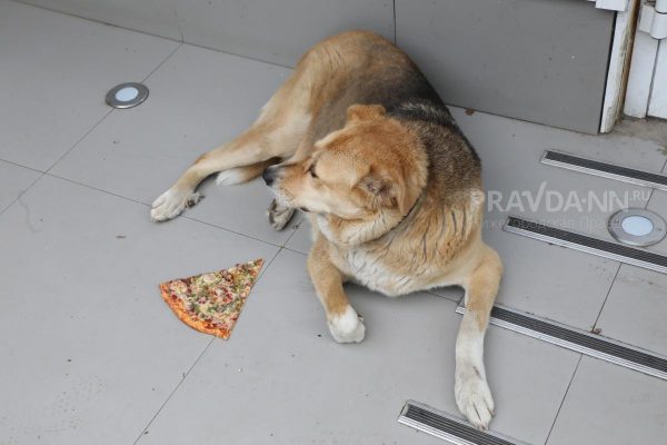 Домашняя собака заразилась бешенством в Володарском районе