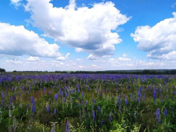 В Нижегородской области во второй половине июля ожидается температура на 3°C ниже средней