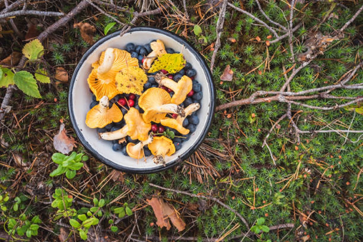 Как выбрать полезные ягоды и съедобные грибы