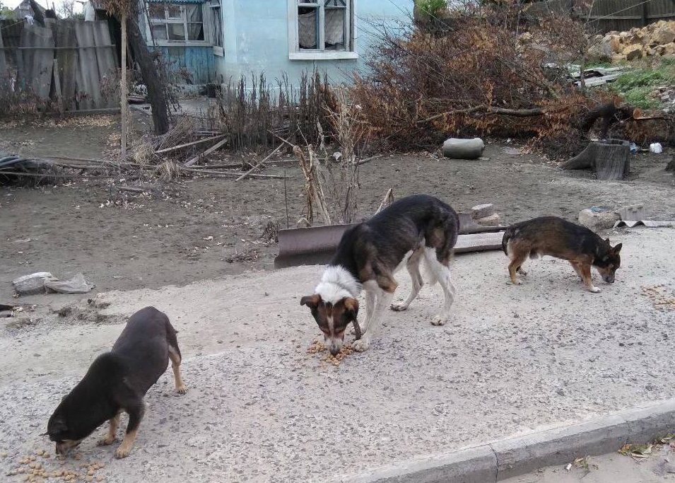 Нижегородские волонтеры перевезут брошенных собак с зоны спецоперации