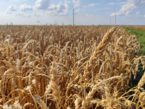 Нижегородские аграрии собрали 1,1 млн тонн зерна нового урожая