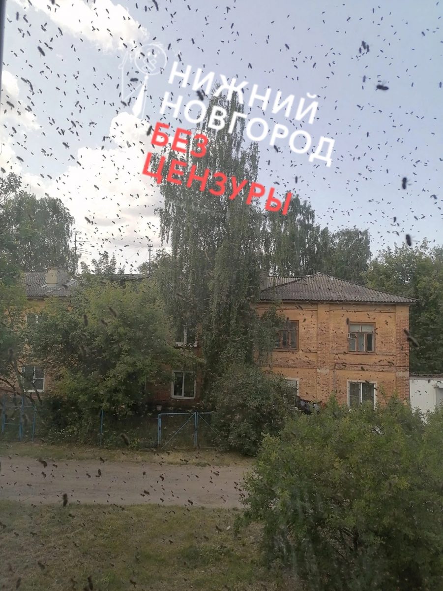 Рой пчел атаковал жилой дом в Нижнем Новгороде от 4 августа 2023 года |  Нижегородская правда