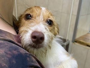 Нижегородские волонтеры перевезли 10 брошенных собак из зоны&nbsp;СВО