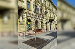 15 яблонь высадили на улице Большой Покровской в открытый грунт