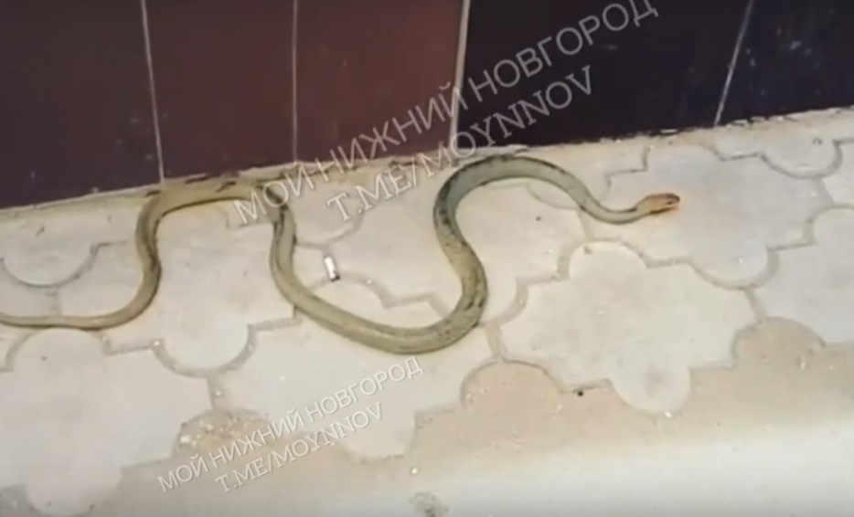 Ползущая змея напугала нижегородцев на проспекте Ленина