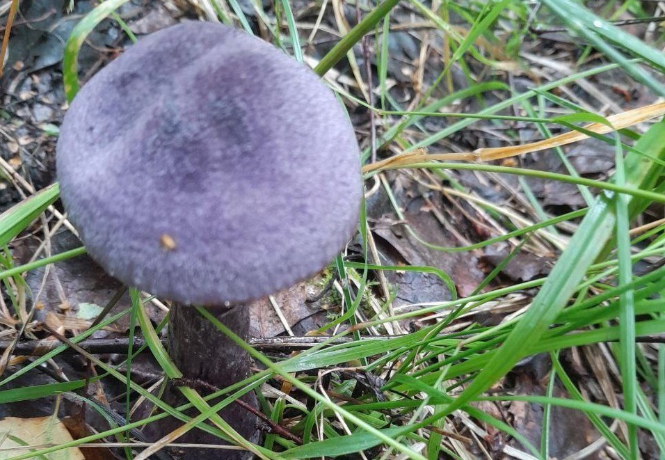 Редкий фиолетовый гриб обнаружили нижегородцы в Городецком районе