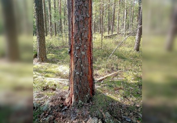 В Керженском заповеднике обнаружили дерево, в которое молния ударила сразу с двух сторон