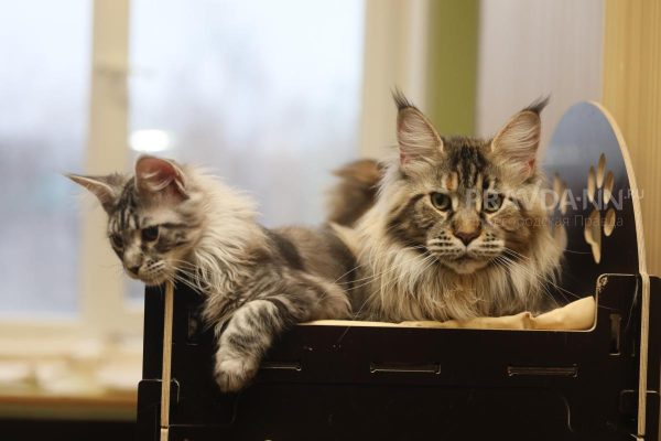 Психолог объяснила, почему видео с котиками так популярны