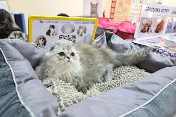 Стало известно, от каких болезней чаще всего страдают кошки