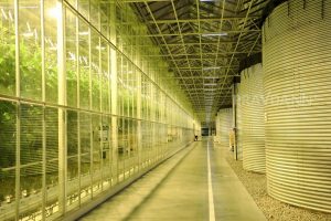 Нижегородская область на 30% увеличила обеспеченность овощами благодаря борским теплицам