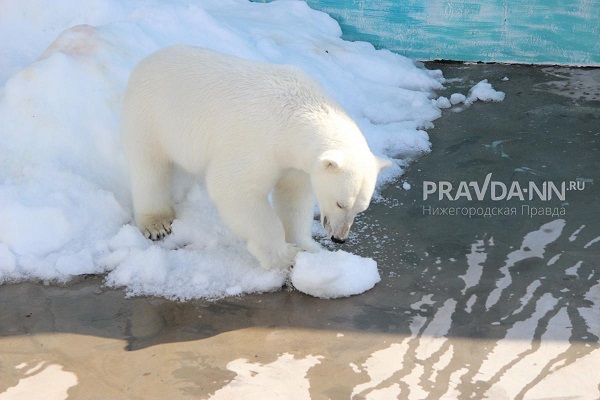 Животные из «Лимпопо» спасаются от жары фруктовым льдом и купанием