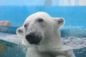 Животное 2023 года выберут в зоопарке «Лимпопо»