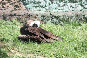Животные зоопарка «Лимпопо» спасаются от жары