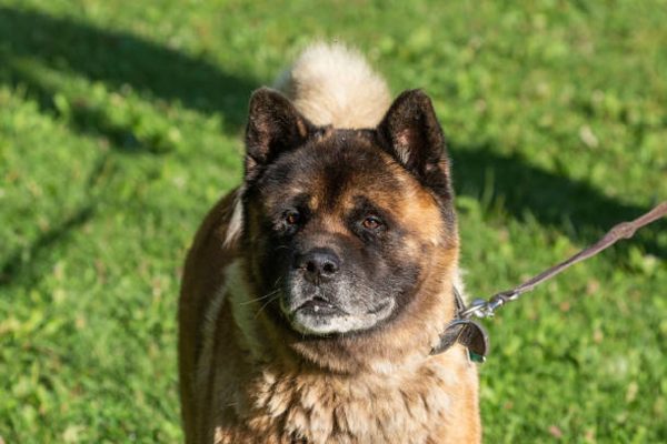 «Животными заниматься надо»: собака бывшего депутата в Кстовском районе чуть не загрызла женщину