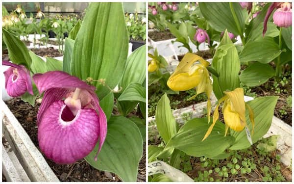 Первый в России центр изучения редких орхидей создали на базе Ботанического сада ННГУ