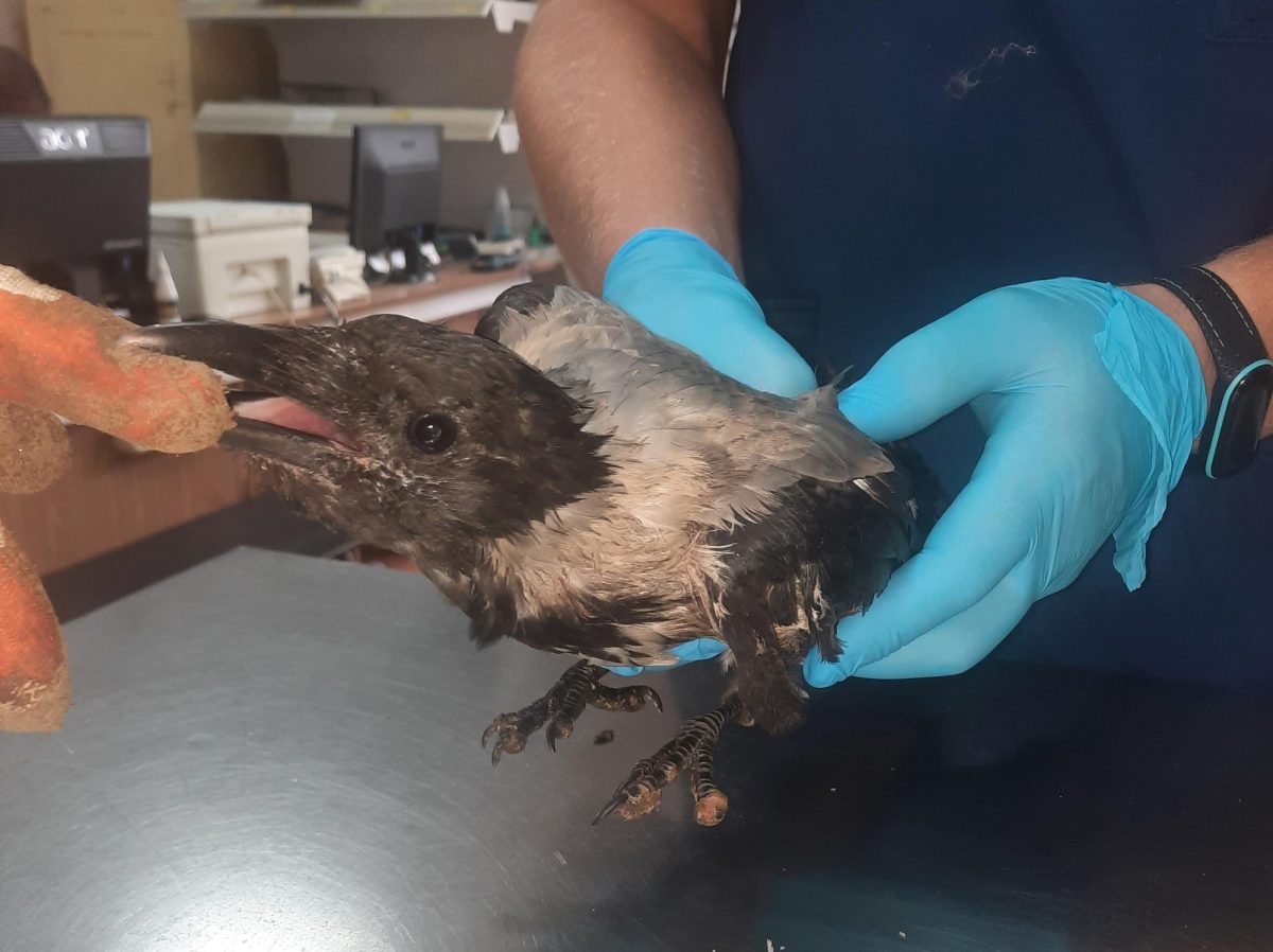 Борские ветеринары помогли вороне, которая травмировала крыло в драке с кошками
