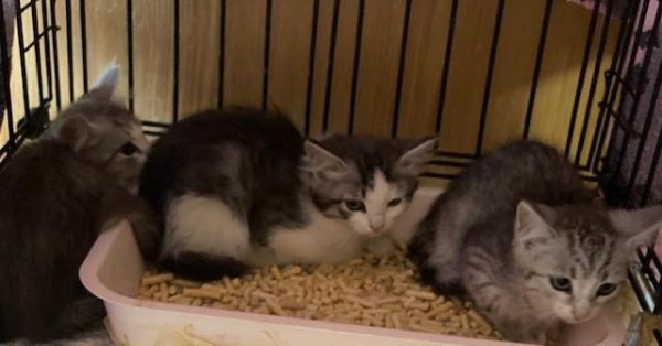Женщина подкинула трех котят в ветклинику на Бору