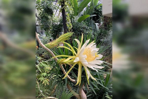 «Царица ночи» зацвела в Ботаническом саду ННГУ