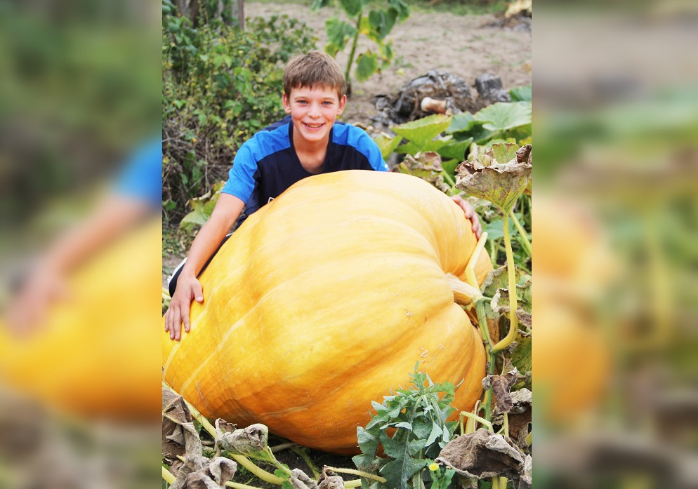 232-килограммовую тыкву вырастил 13‑летний мальчик из города Навашино