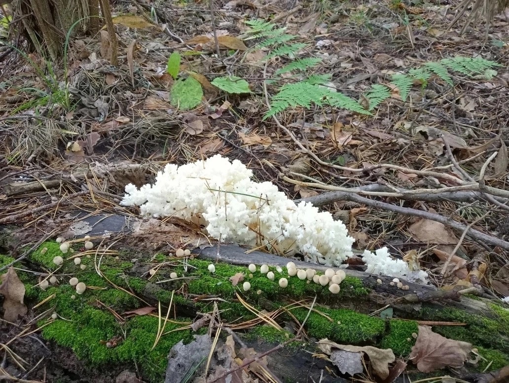 Краснокнижный гриб в форме коралла нашли в Нижегородской области