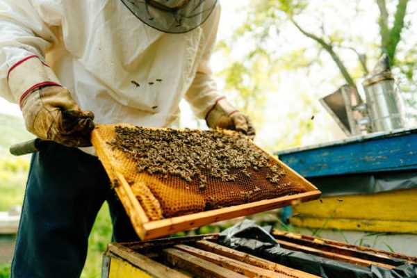 Правильный мёд: как выбрать качественный продукт и не нарваться на подделку
