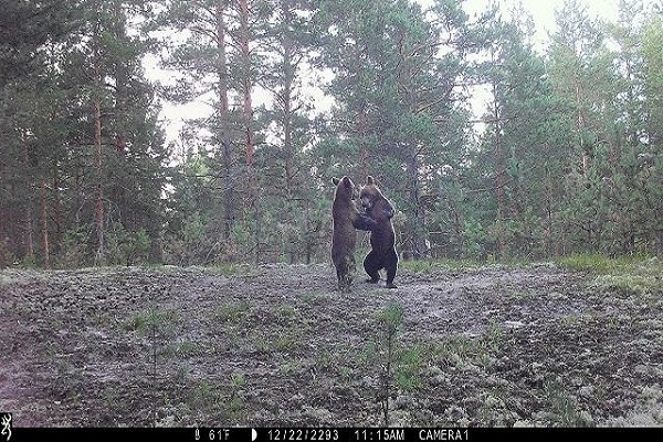 Борьба медведей попала в объектив фотоловушки в Керженском заповеднике