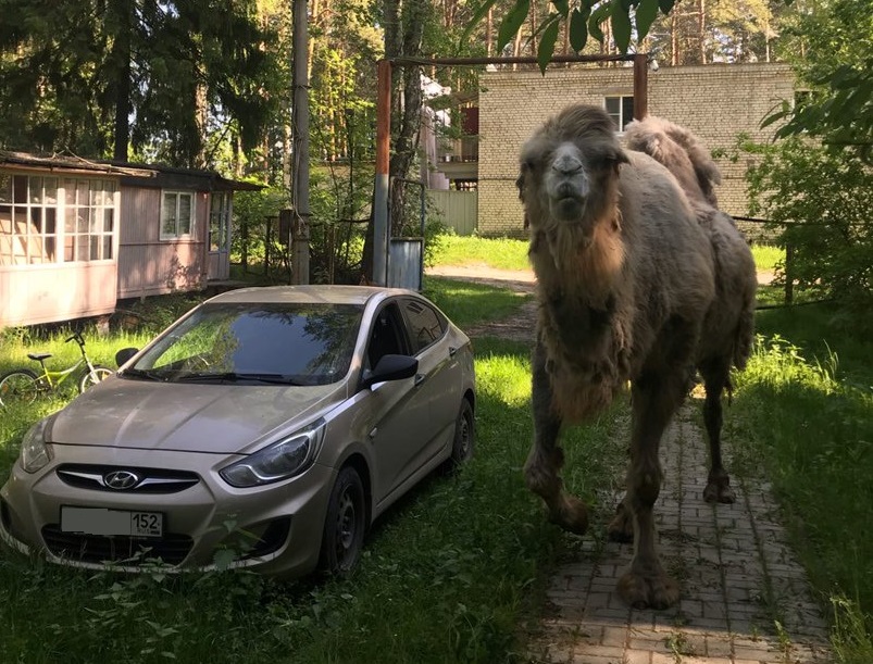 Раскрыта тайна появления верблюда в Борском лесу