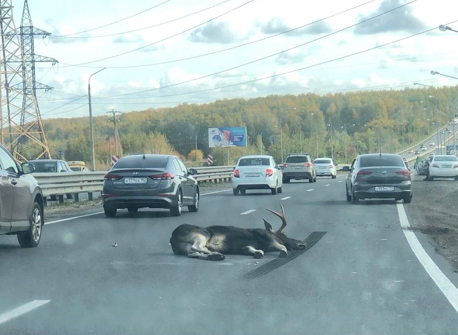 Лося сбили на трассе в районе деревни Федяково
