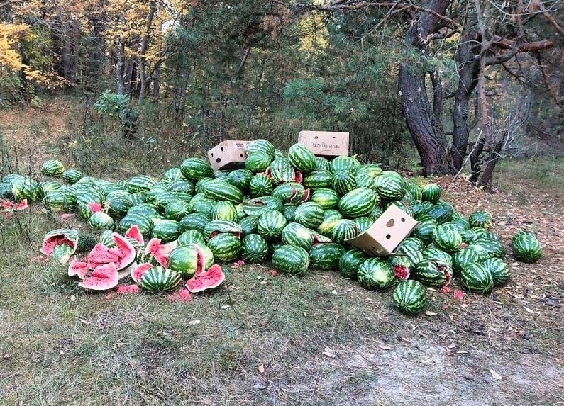 Свалка из свежих арбузов образовалась в лесу в Балахнинском районе