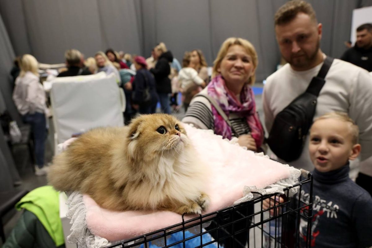 Котенок спокойно окидывает всех гордым взглядом и привлекает к себе все больше и больше внимания