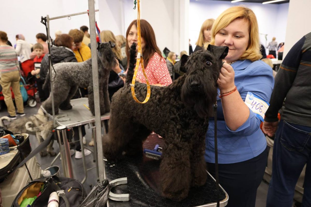 Пса еще щенком привезли в Россию из самой Испании, а его генеалогическому древу могут позавидовать видные аристократы