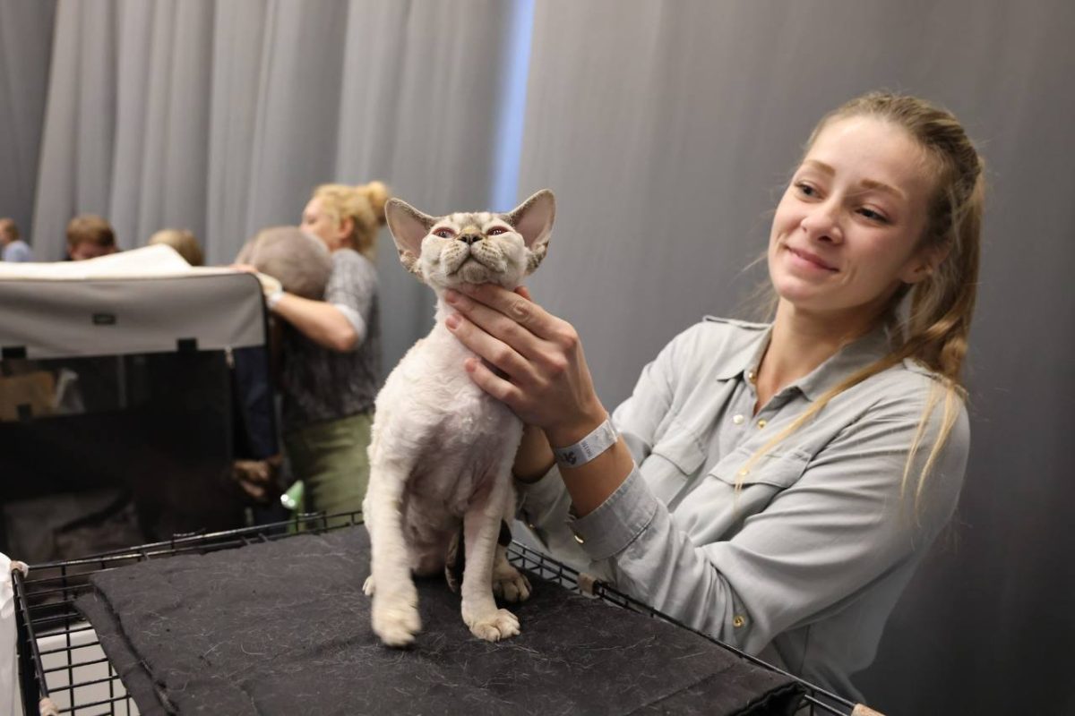 Эта порода - идеальный вариант для детей и пожилых людей, которым одиноко. Если разрешить котяткам жить на ручках, они с превеликим удовольствием это сделают