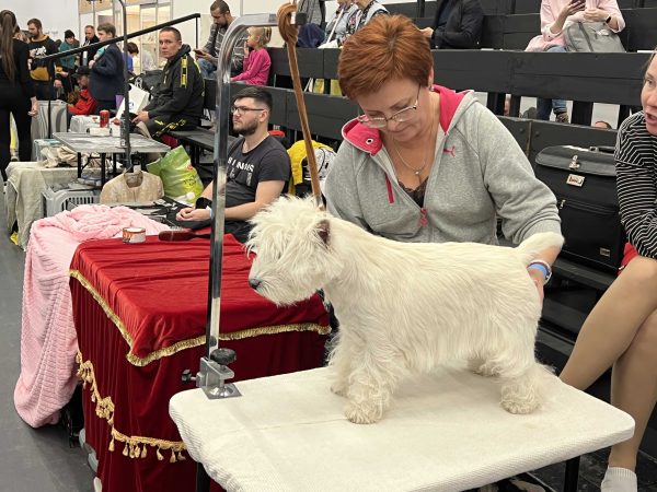 Выставка собак и кошек «Зоомир» открылась на Нижегородской ярмарке: смотрим фото