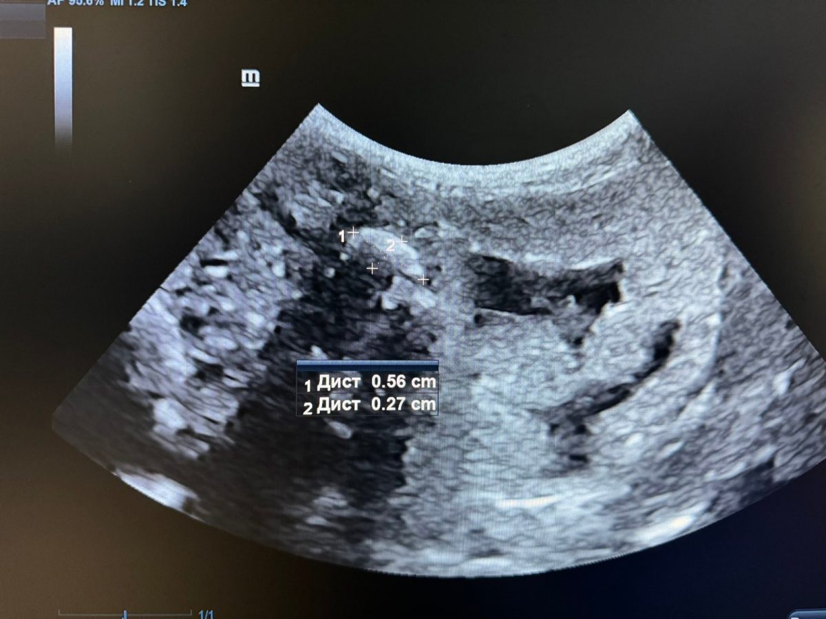 Фото: ГБУ НО «Государственное ветеринарное управление городского округа г.Н.Новгород»