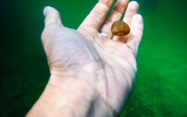 Краснокнижные водоросли сливовидной формы обнаружили в Силикатном карьере в Навашине