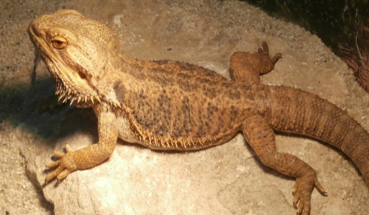 Домашнюю ящерицу принесли на ветосмотр нижегородцы