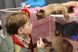 Благородный иностранец и лучший кобель России. Кого еще можно встретить на выставке «Зоомир»?